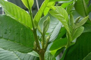 cách trị chàm bằng lá ổi