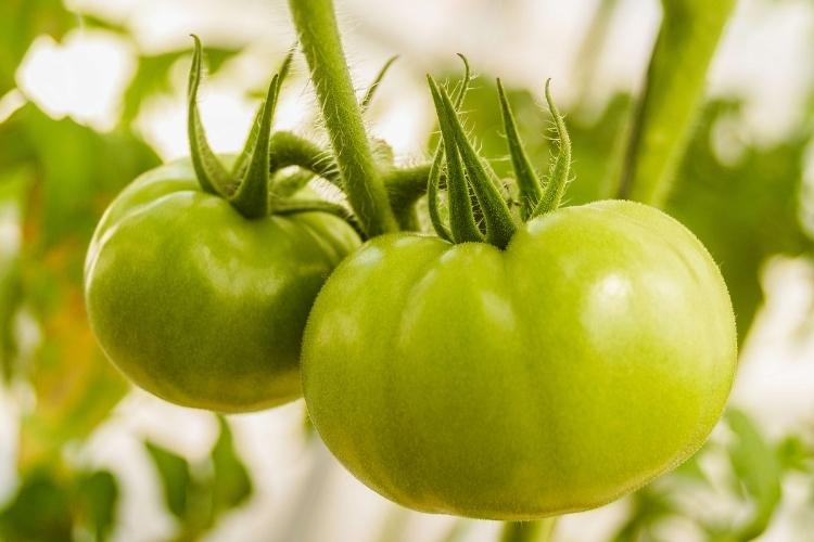 Dùng cà chua xanh chữa viêm da cơ địa giúp giảm mẩn đỏ, ngứa rát 